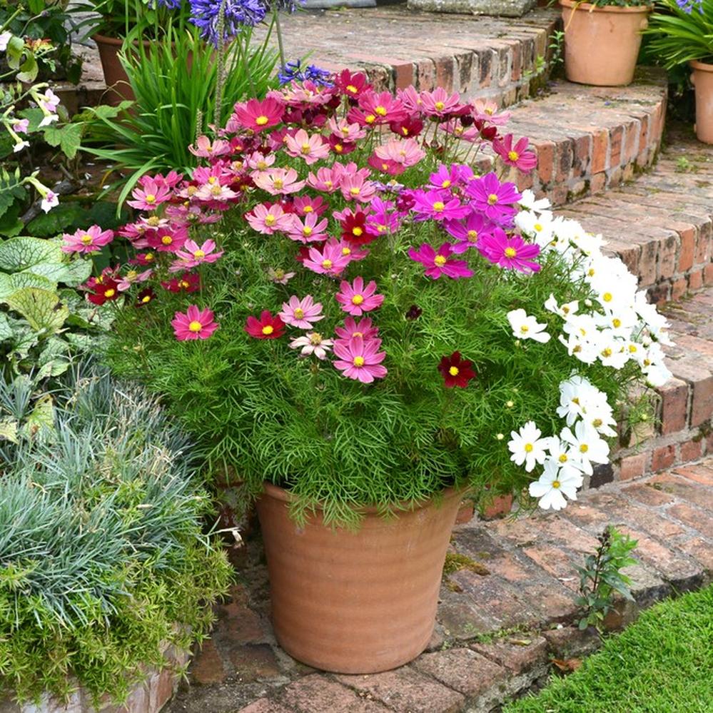 Cosmos Seeds (Dwarf Early) - Sensation Mix