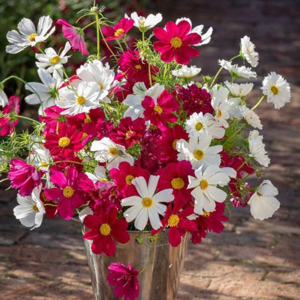 Cosmos Seeds - Hot Pink & White Mix