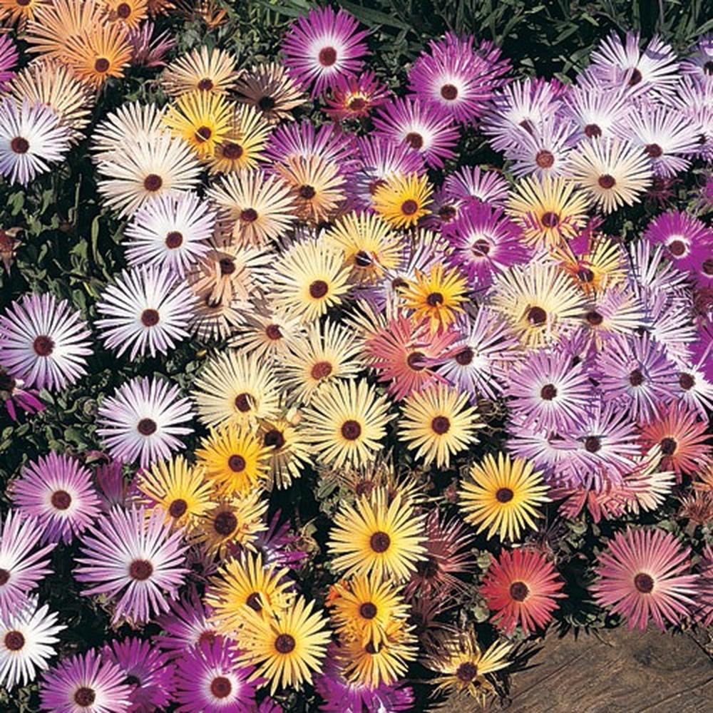 Daisy Seeds (Ice Plant) - Livingstone Pastel Mix