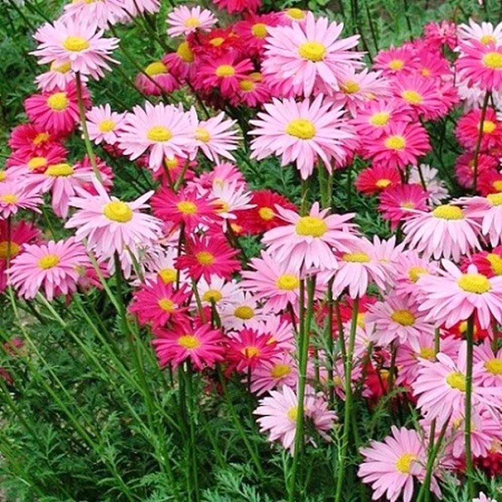 Daisy Seeds (Painted) - Robinsons Giant Mix