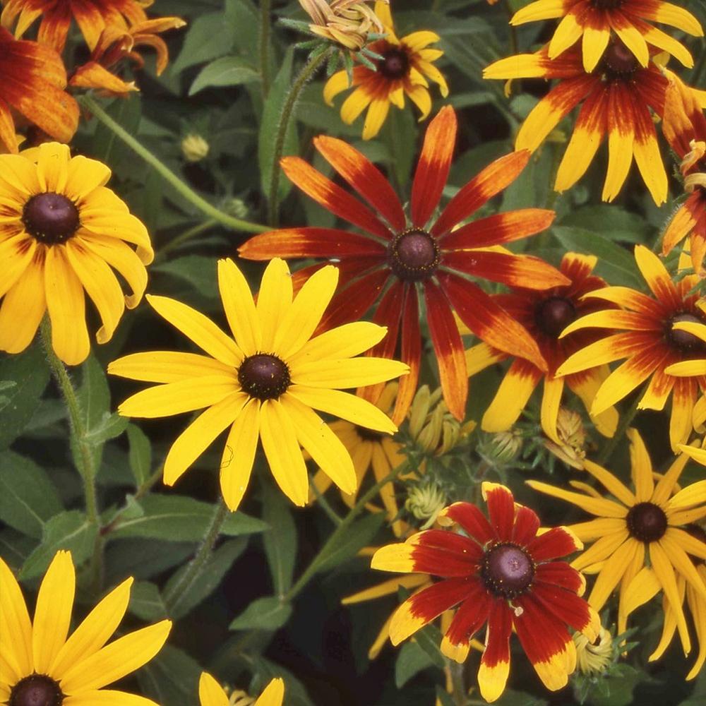 Daisy Seeds - Gloriosa Mix