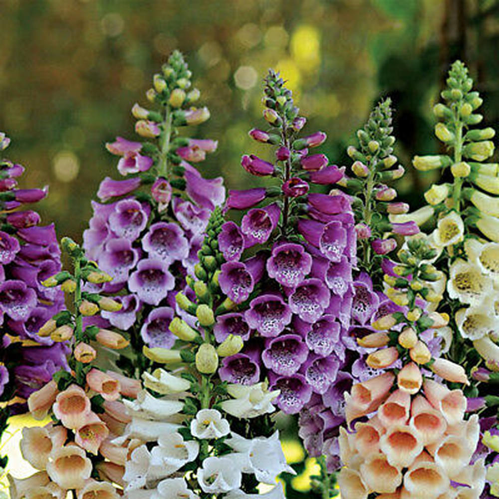 Foxglove Seeds (Dwarf) - Foxy Mix