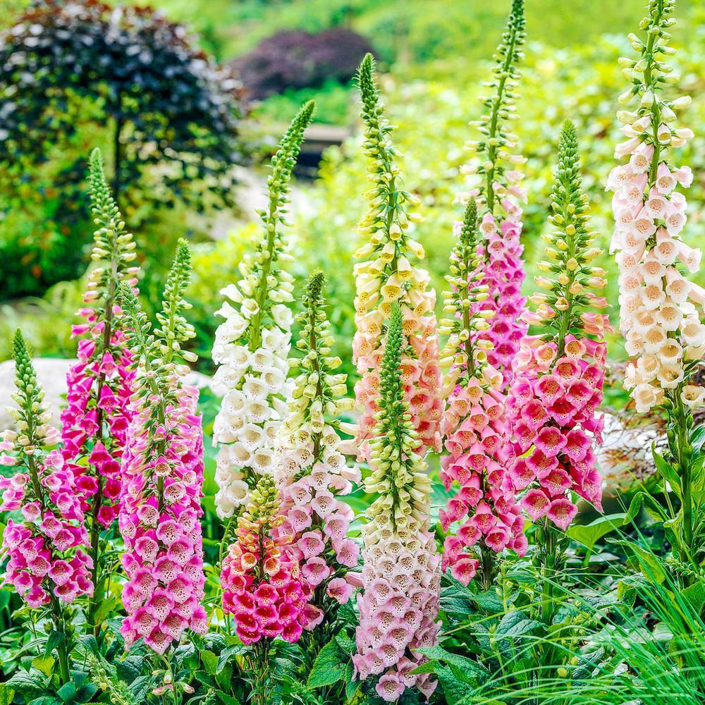Foxglove Seeds - Excelsior Mix