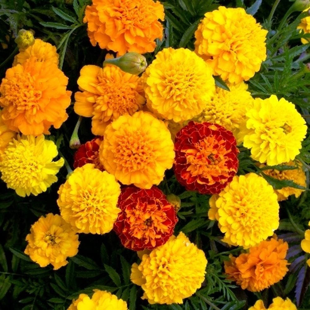 French Marigold (Dwarf) Seeds - Petite Mix