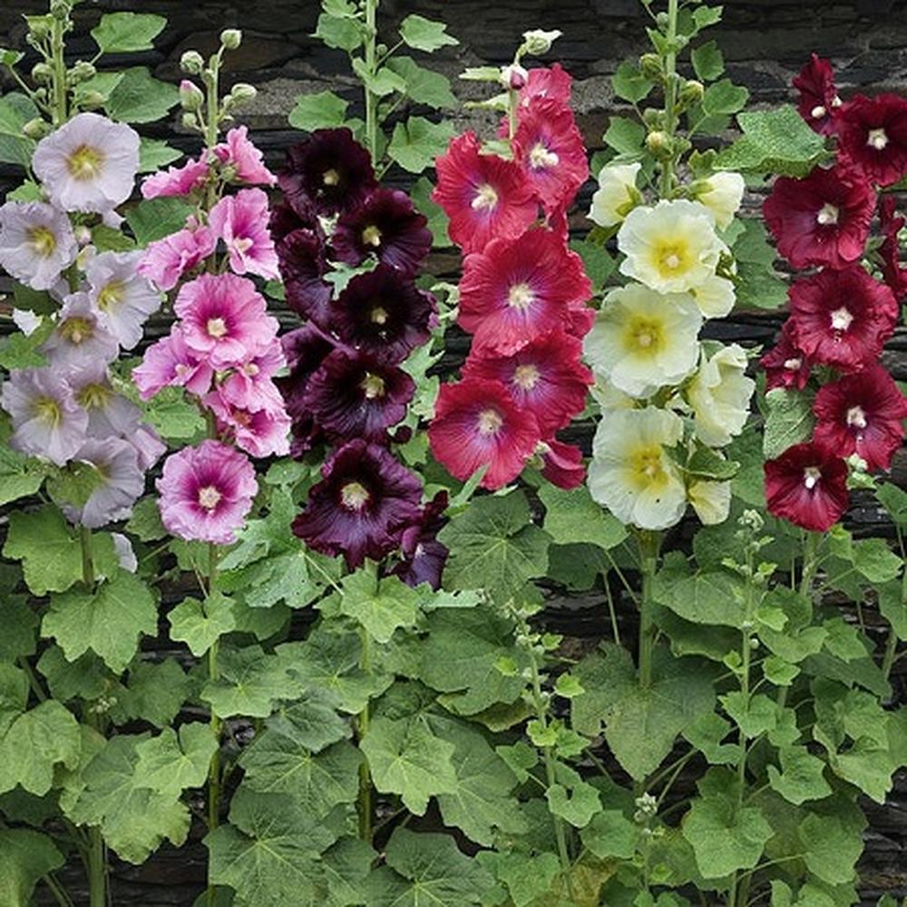 Hollyhock Seeds - Single Mix
