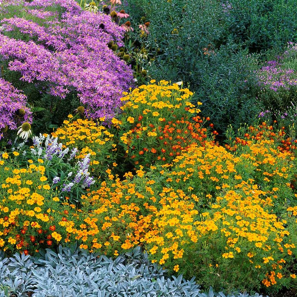 Marigold Seeds - Starfire Mix