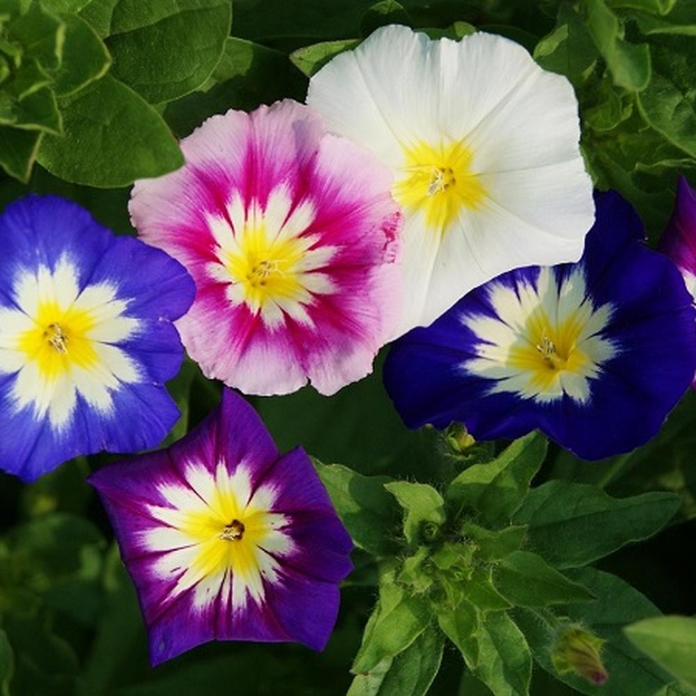 Morning Glory Seeds (Dwarf) - Mixed