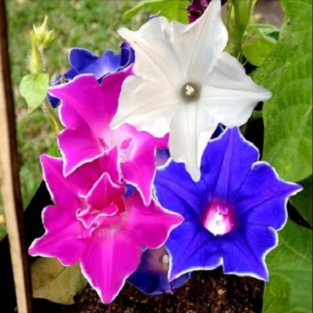 Morning Glory Seeds - Kikyo-Zaki Mix