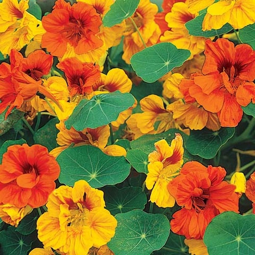 Nasturtium Seeds (Dwarf) - Tom Thumb Mix