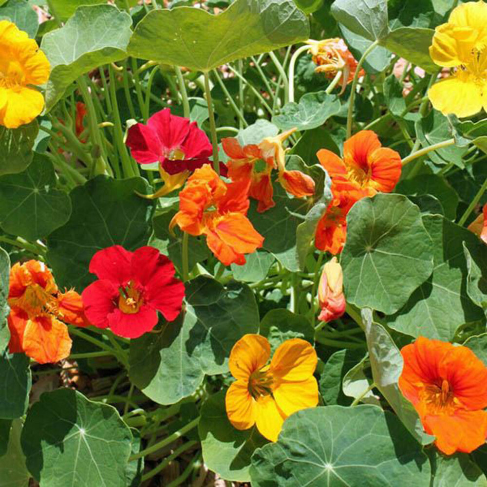 Nasturtium Seeds (Dwarf) - Whirleybird Double Mix