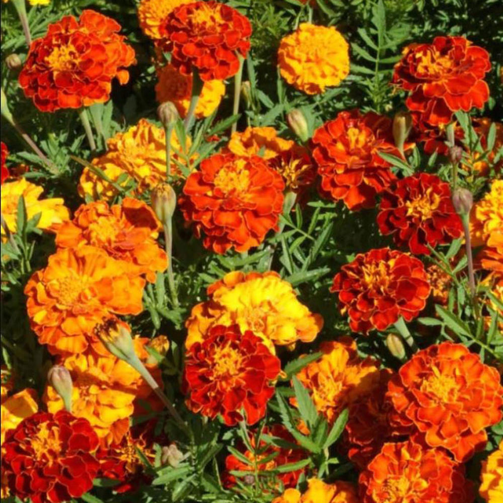 Organic Marigold Seeds - Sparky Mix