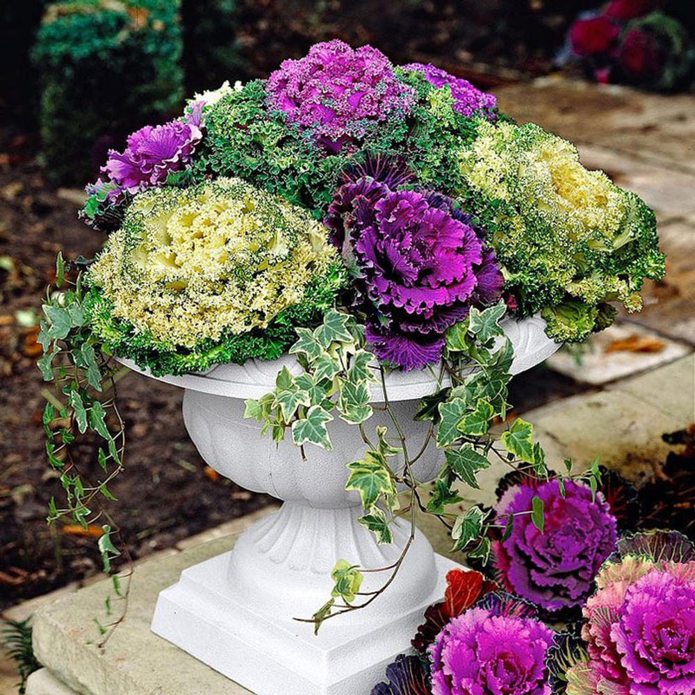 Ornamental Cabbage Seeds - Mix