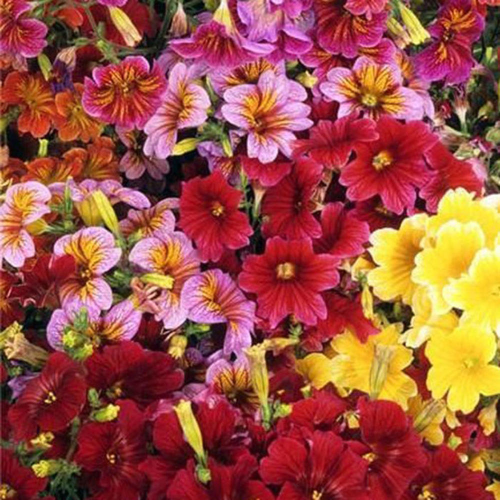 Painted Tongue Seeds - Superbissima Mix