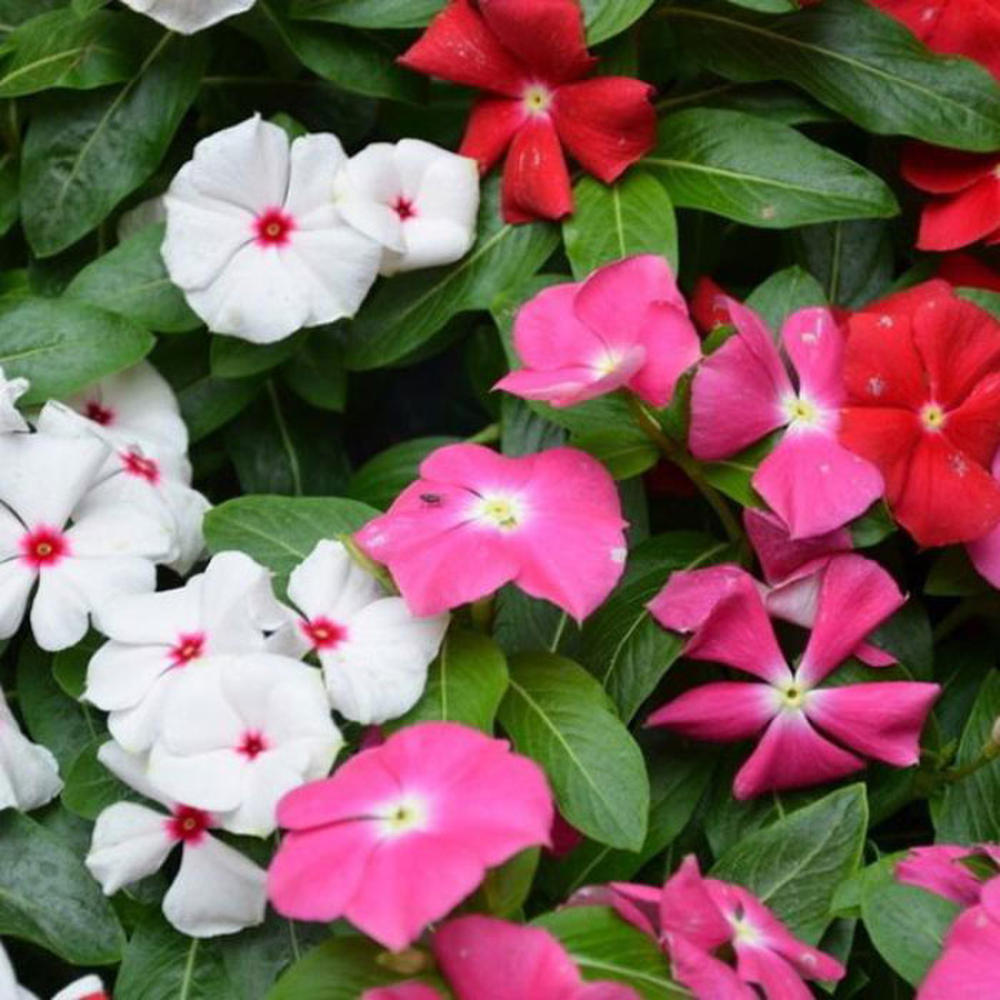 Periwinkle Seeds - Tall Mix