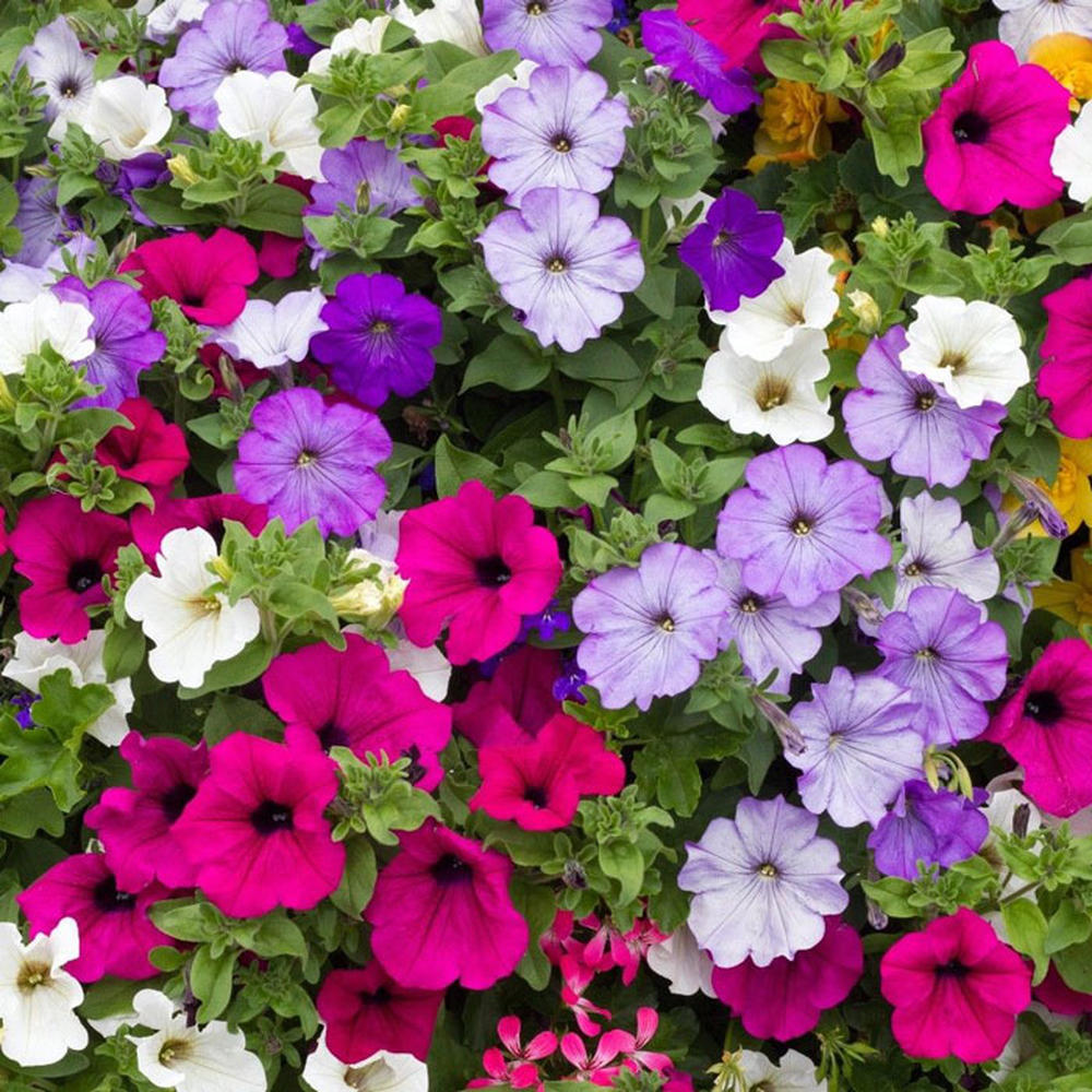 Petunia - Balcony Mix