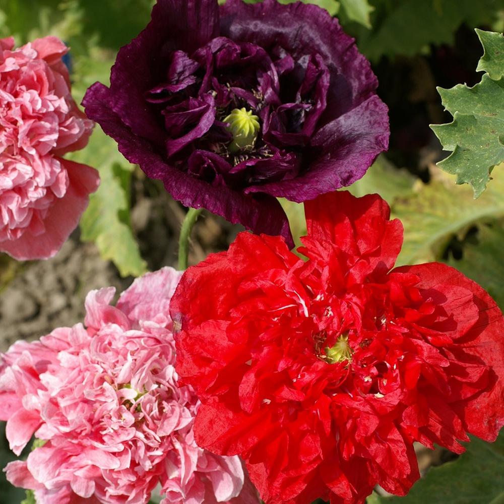 Poppy Peony Seeds - Double Mixed