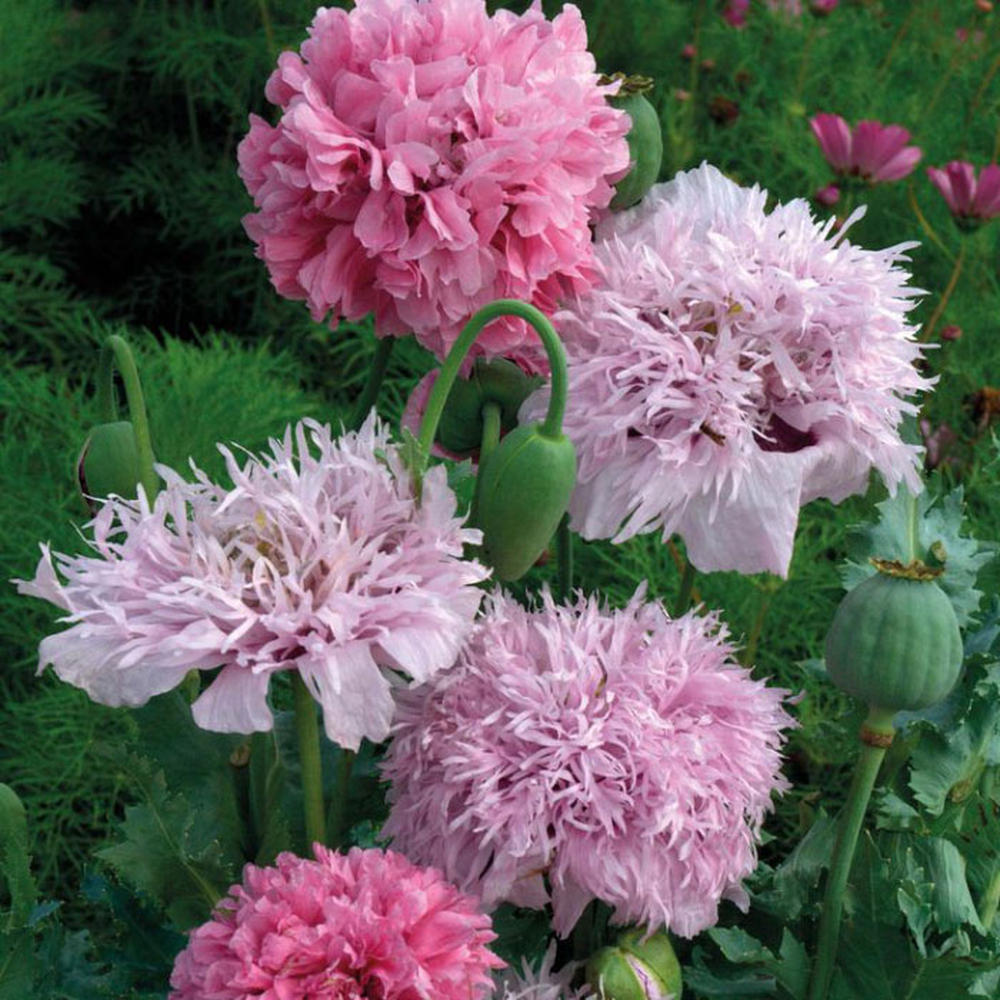 Poppy Seeds - Pink Pompon Mix