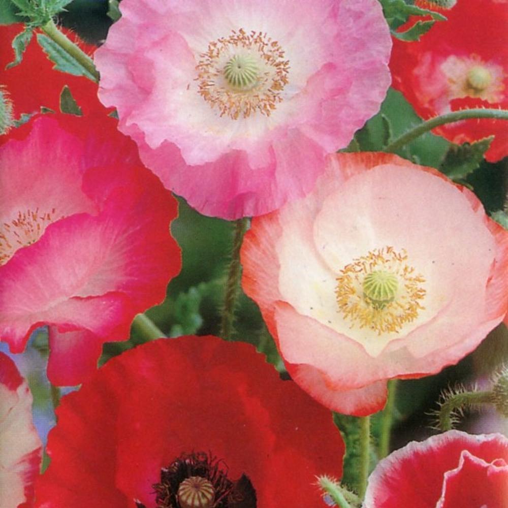 Shirley Poppy Seeds - Mixed Red & Pink