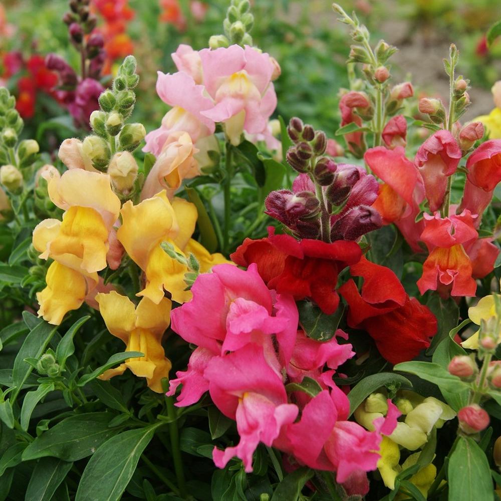 Snapdragon Seeds - Magic Carpet Mix