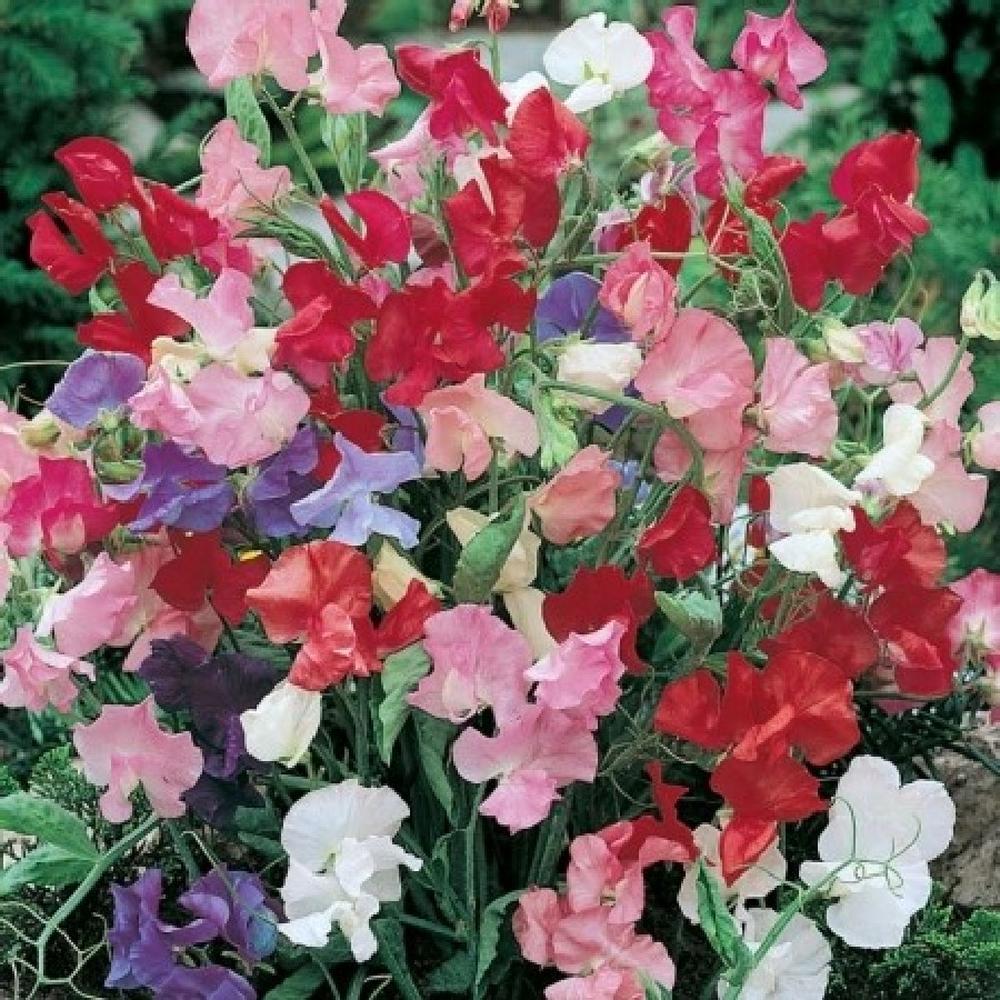 Sweet Pea Seeds (Dwarf) - Bijou Mix