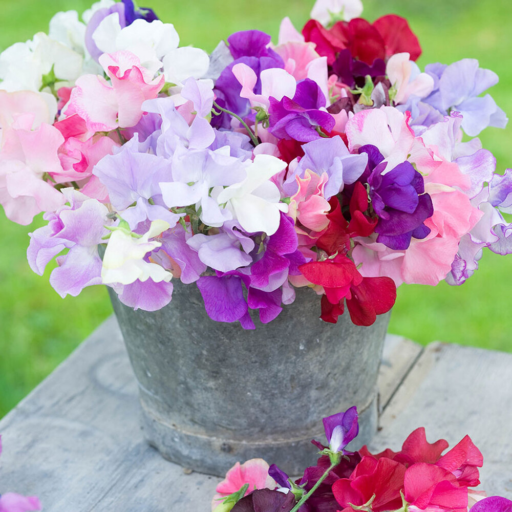 Sweet Pea Seeds - Old Spice Mix