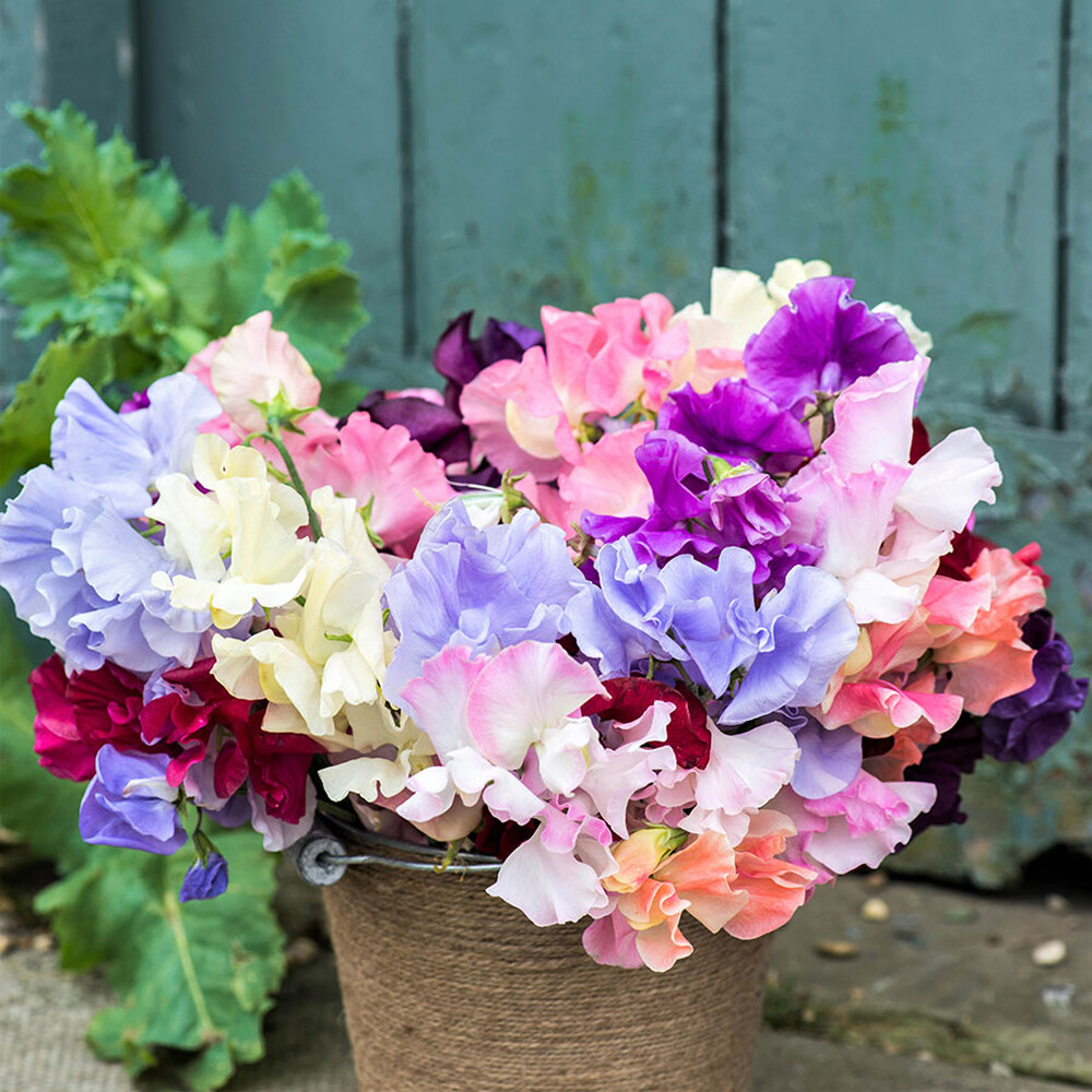 Sweet Pea Seeds - Royal Mix