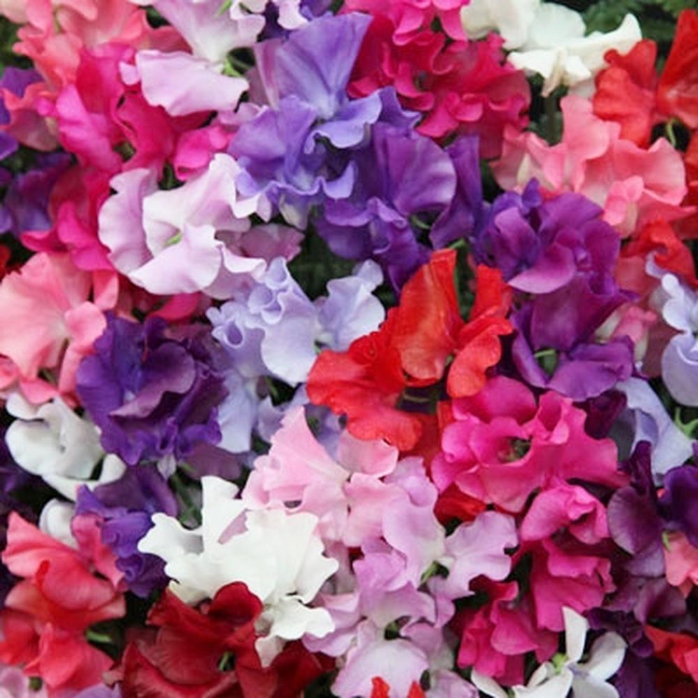 Sweet Pea Seeds - Spencer Mix