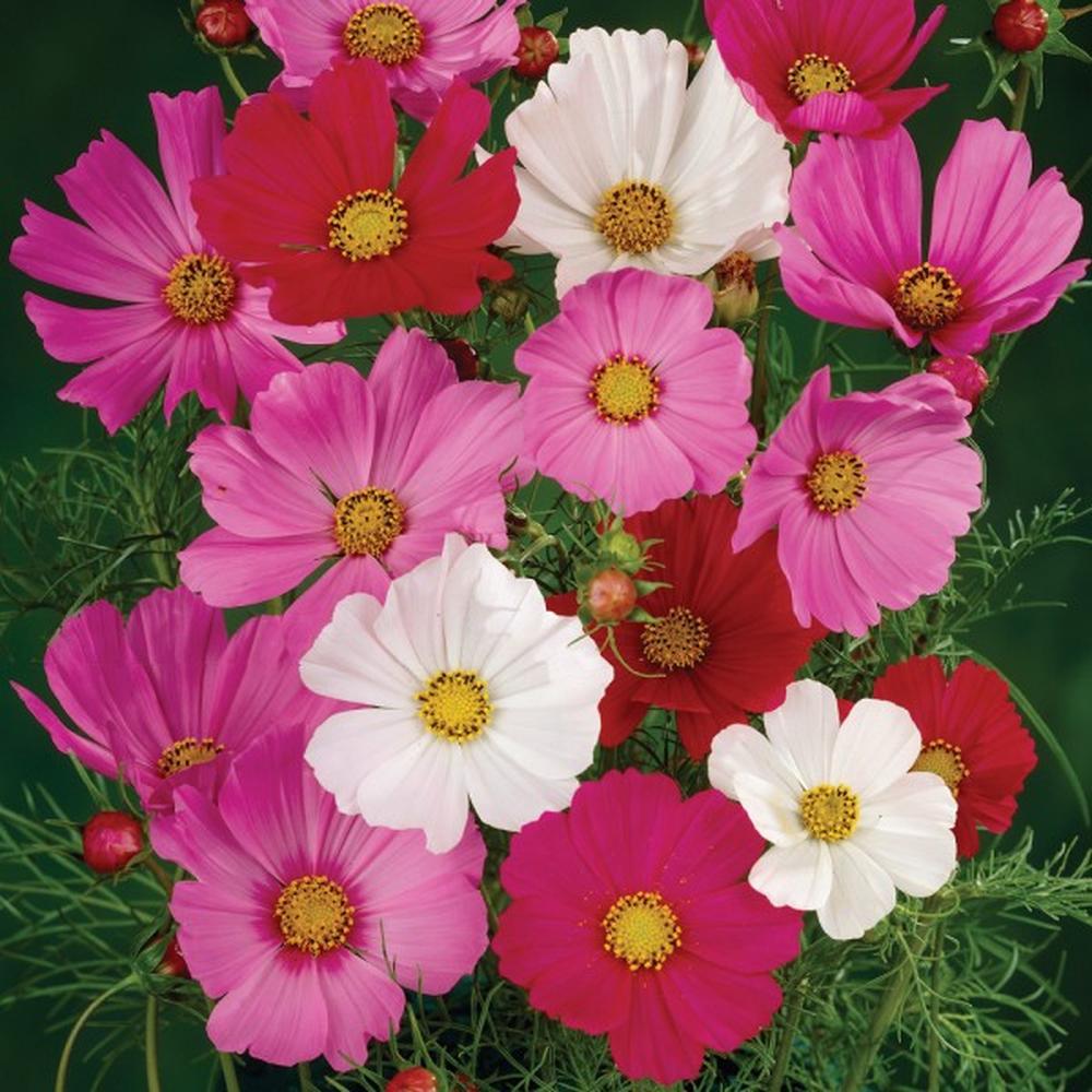 Wild Cosmos Seeds - Sensation Mix