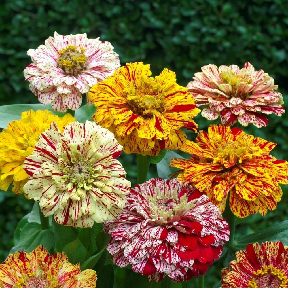 Zinnia Seeds - Candy Stripe Mixed