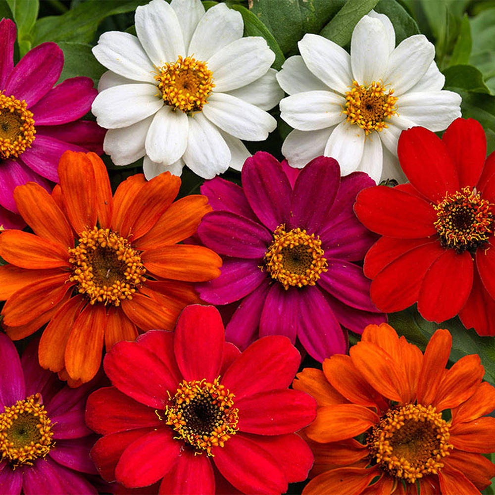 Zinnia Seeds - Profusion Mix