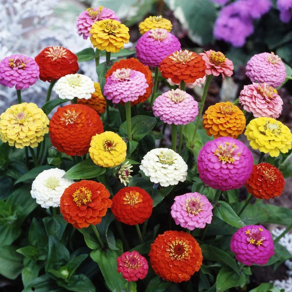 Zinnia Seeds - Sprite Mix