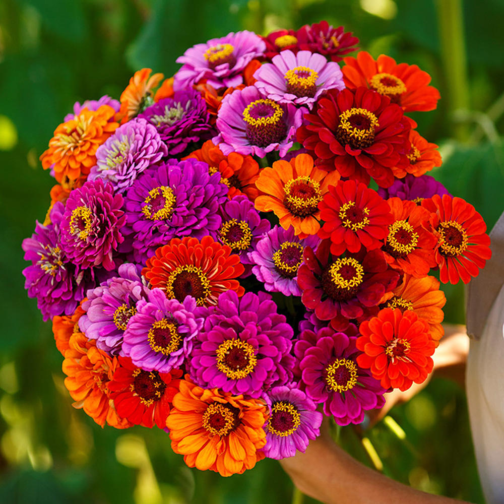 Zinnia Seeds - Purple Dream Mix