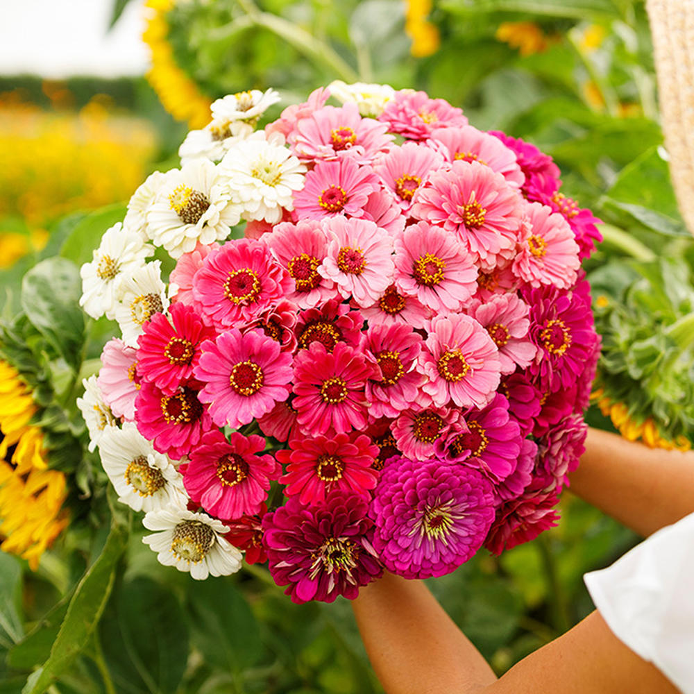 Zinnia Seeds - Show Stopper Mix