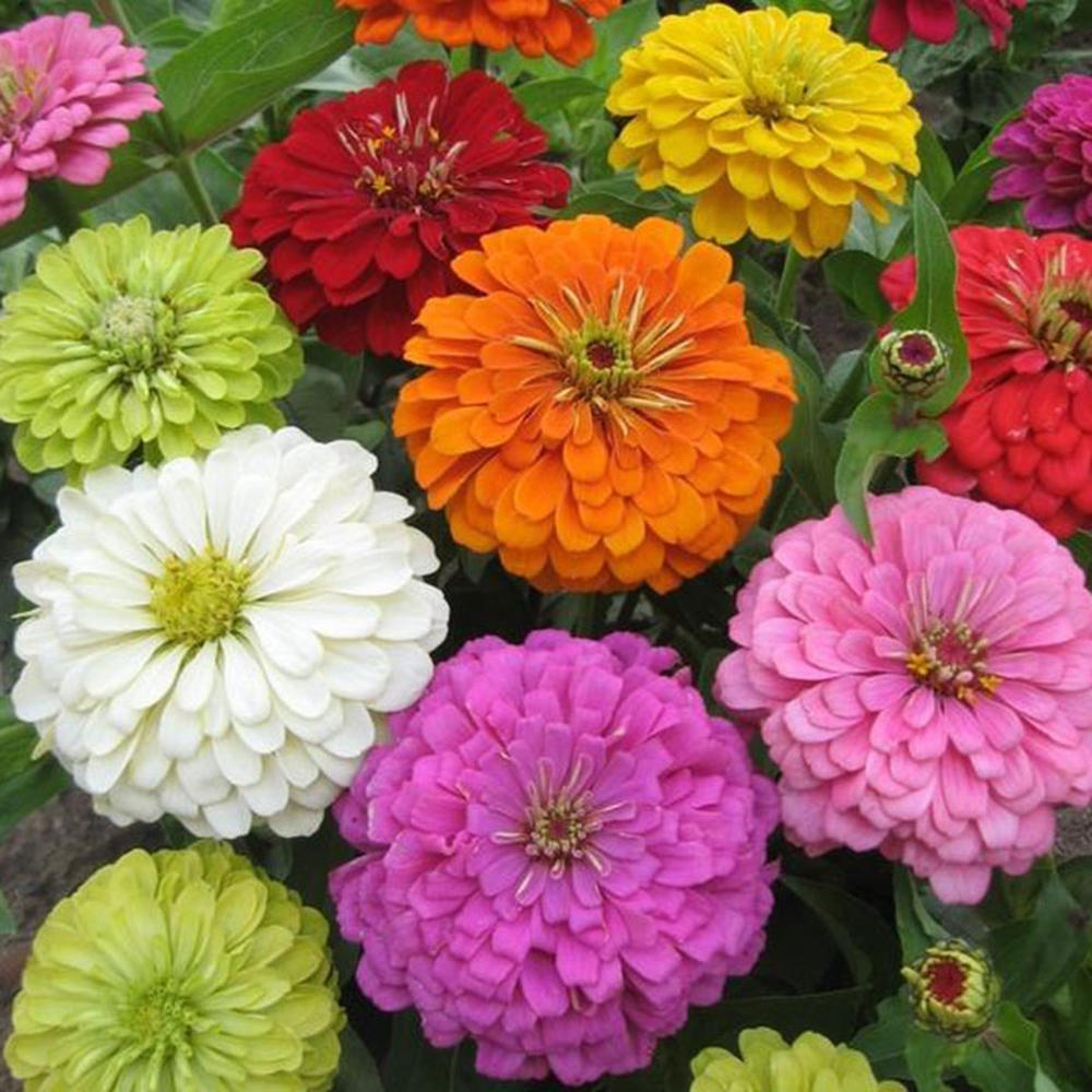 Zinnia Seeds - Super Yoga Mix