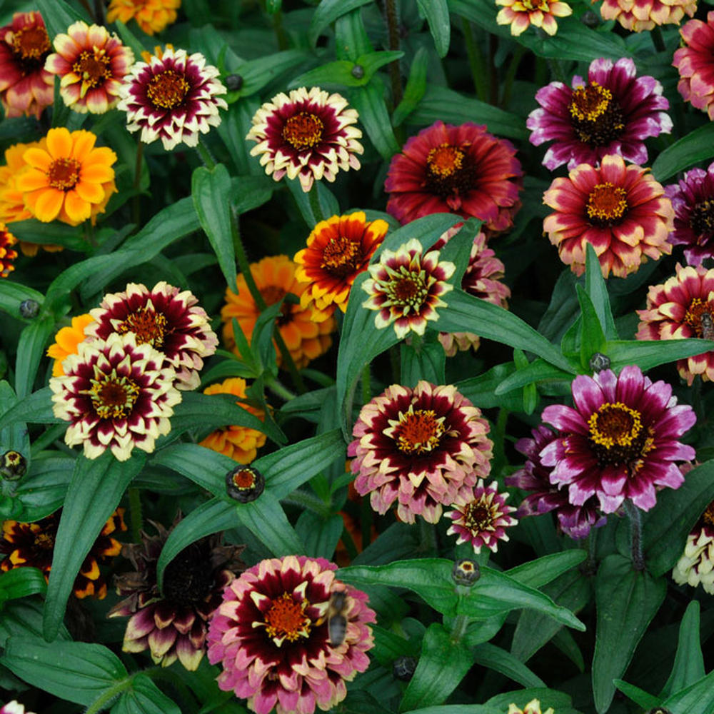Zinnia Seeds - Aztec Mix