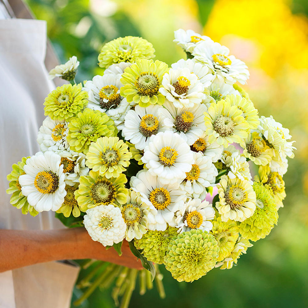 Zinnia Seeds - Fresh Mix