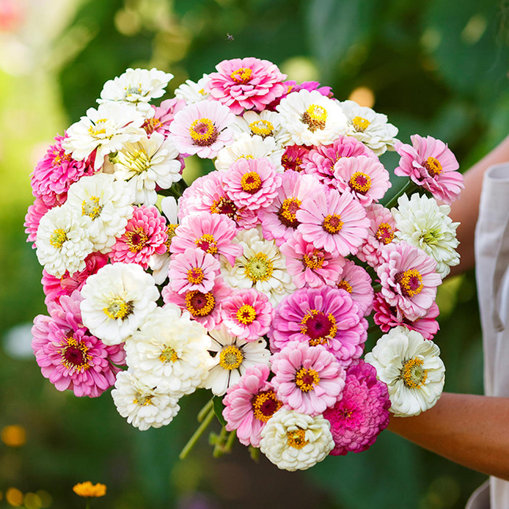 Zinnia Seeds - Isnt This Romantic Mix