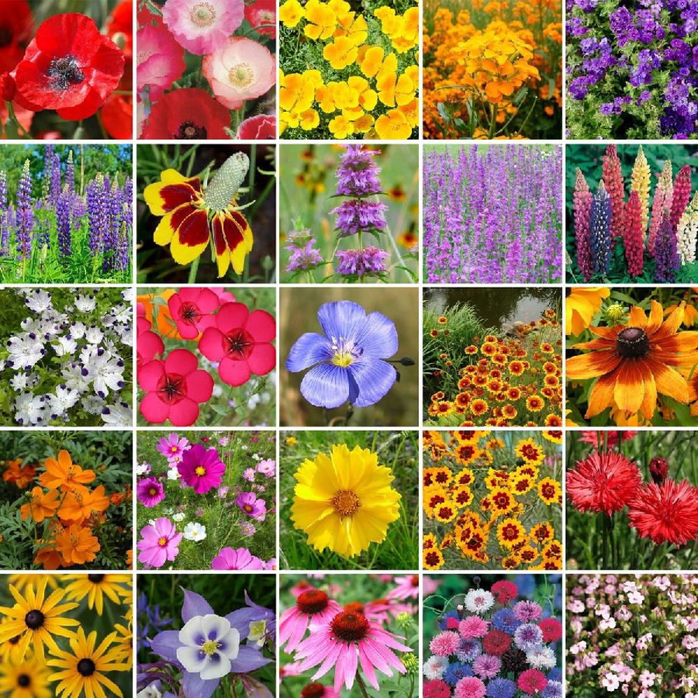 Western Wildflower Seed Mix