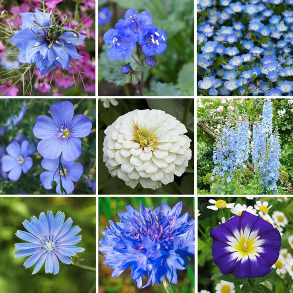 Blue Ribbon - Blue Flower Seed Mix