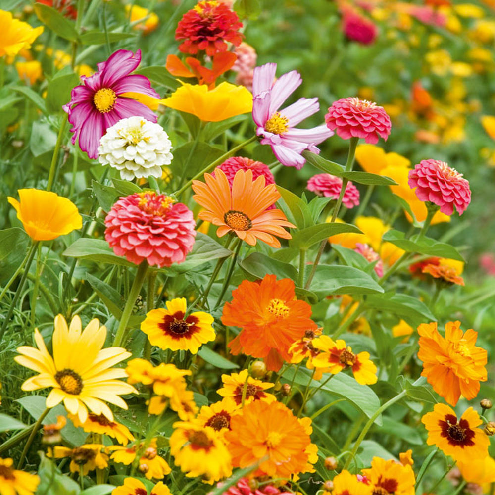 Orange Sherbet Flower Seed Mix