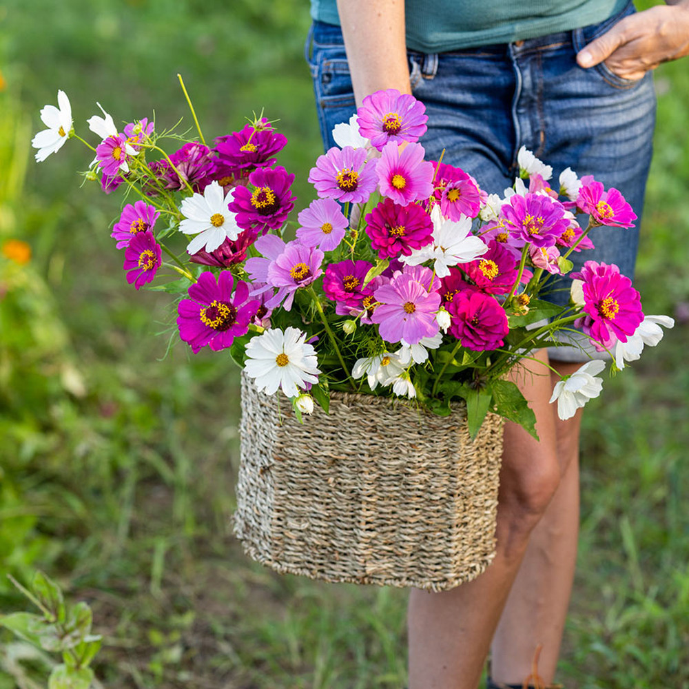Purple Rain - Purple & White Flower Seed Mix