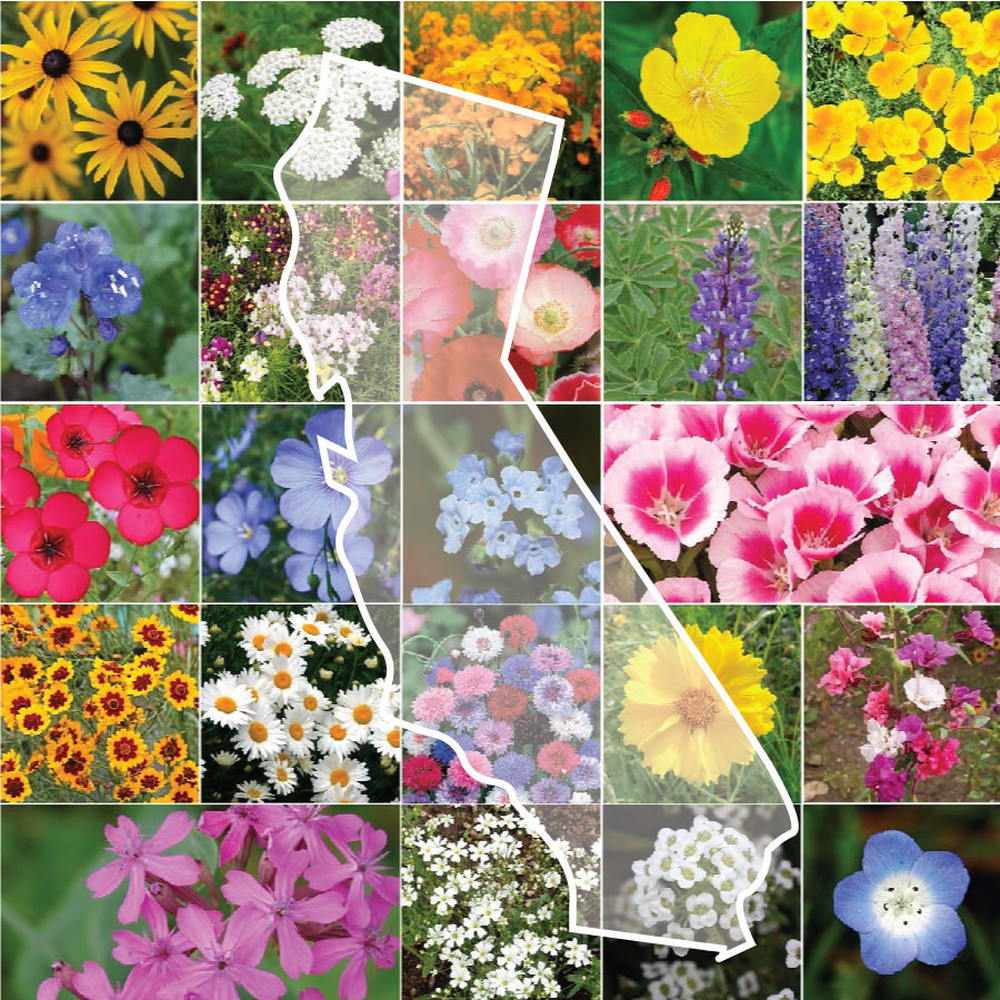 California Wildflower Seed Mix