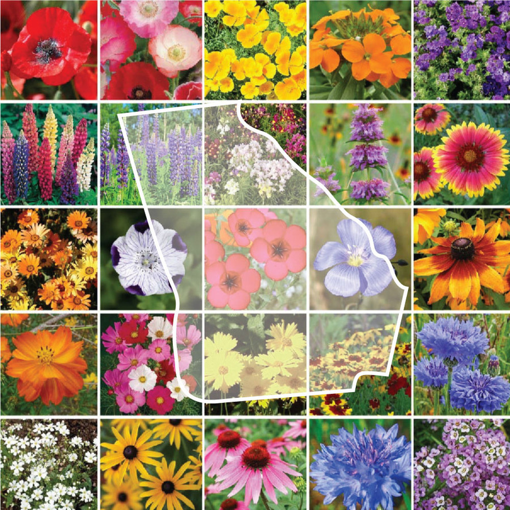 Georgia Wildflower Seed Mix