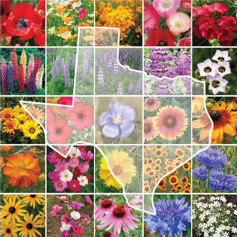 Texas Wildflower Seed Mix