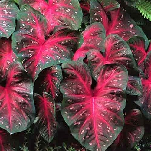 Caladium Red Flash (3 Bulbs) 896786
