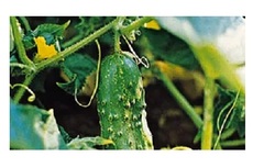 Vegetable Seed - Cucumber (Cucumis sativus).