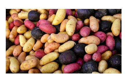 Vegetable Seed - Potatoes