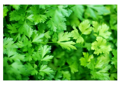 Parsley - (Petroselinum crispum)