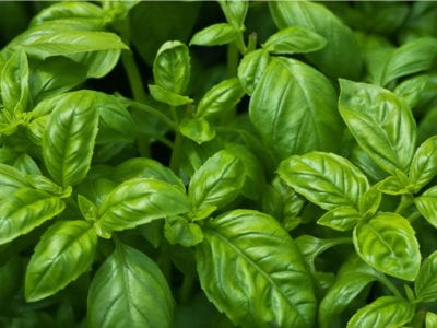 Basil - (Ocimum basilicum)
