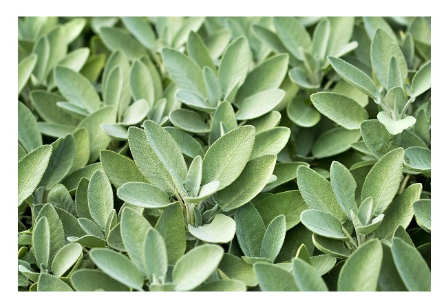 Herb Seeds - Sage (Salvia officinalis)